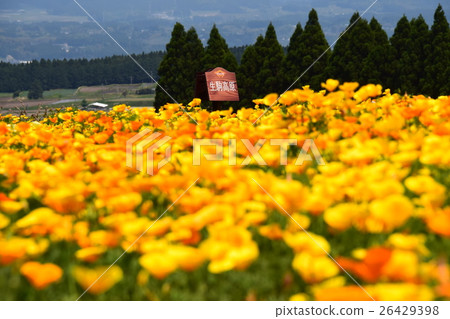 California Poppy of Ikoma Plateau (Kobayashi City, Miyazaki Prefecture) 26429398