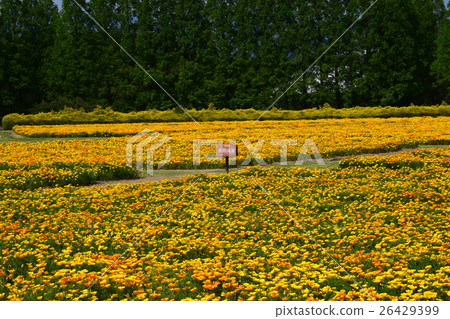 California Poppy of Ikoma Plateau (Kobayashi City, Miyazaki Prefecture) 26429399