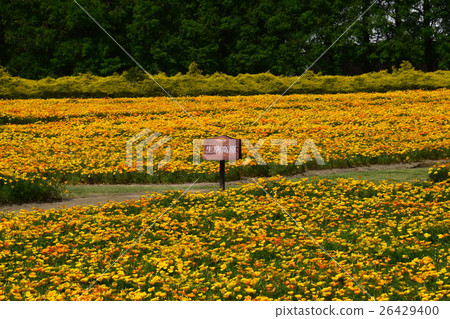 California Poppy of Ikoma Plateau (Kobayashi City, Miyazaki Prefecture) 26429400