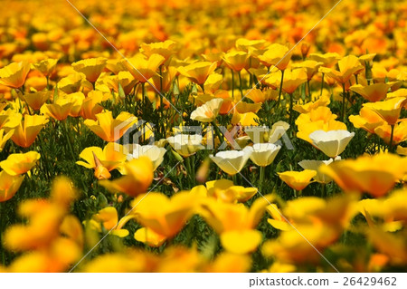California Poppy of Ikoma Plateau (Kobayashi City, Miyazaki Prefecture) 26429462