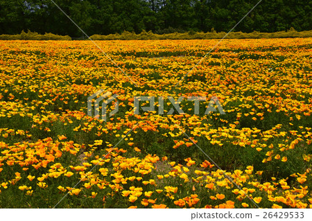 生駒高原的加利福尼亞罌粟（宮崎縣小林市） 26429533