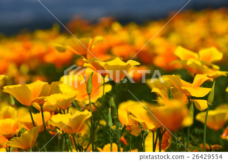生駒高原的加利福尼亞罌粟（宮崎縣小林市） 26429554
