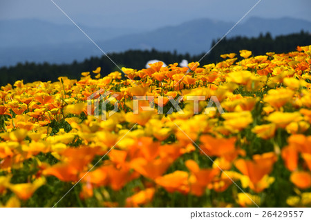 生駒高原的加利福尼亞罌粟(宮崎縣小林市) 生駒高原的加利福尼亞罌粟(宮崎縣小林市) 26429557