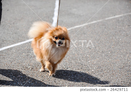 Dog breeds of Spitz 26429711