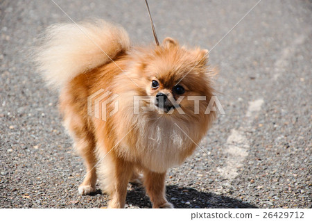 Dog breeds of Spitz Dog breeds of Spitz 26429712