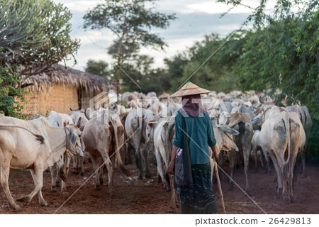 Local farmer and a herd of cattles, Myanmar Local farmer and a herd of cattles, Myanmar 26429813
