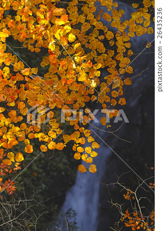 秋天的樹葉 26435236