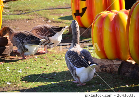 duck duck 26436333