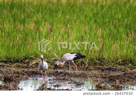 Asian Open-billed stork 26437030