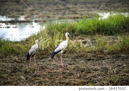 Asian Open-billed stork 26437032