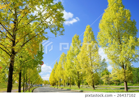 初秋·新鮮水杉樹2 26437102