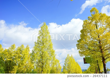 Street tree tree Metasequoia coloring Street tree tree Metasequoia coloring 26437111