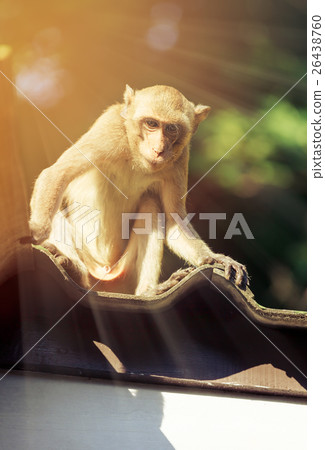 Closeup adorable monkey sitting on roof. Closeup adorable monkey sitting on roof. 26438760