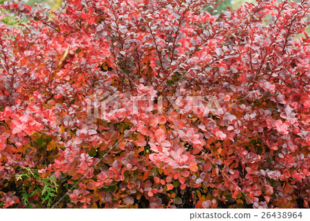 Berberis thunbergii  26438964