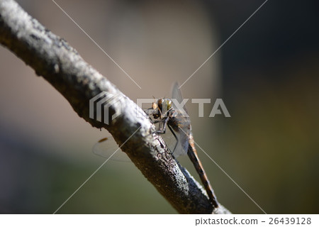 Akiakane的獵物 26439128