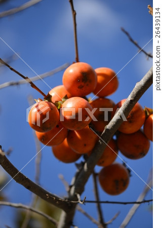 Mountain persim 26439134