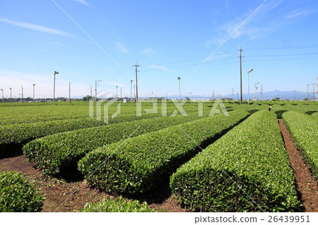 Sayama tea's tea plant Saitama ken 26439951
