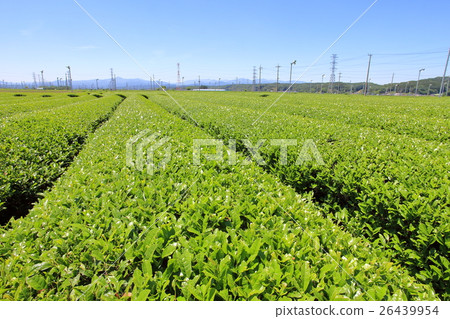 Sayama tea plantation Iruma city 26439954