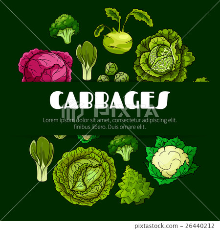 Cabbage vegetable poster for food design - Stock Illustration [26440212 ...