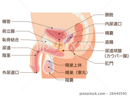 男性生殖器官科 男性生殖器官科 26440595