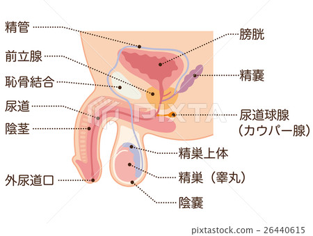 男性生殖器官科 26440615