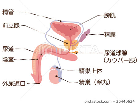 Male reproductive organs section 26440624