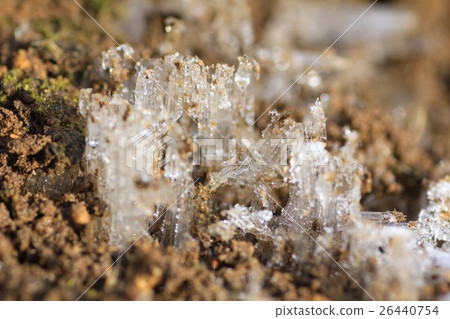 寒冷的日子裡的地面,霜柱的特寫 寒冷的日子裡的地面,霜柱的特寫 26440754