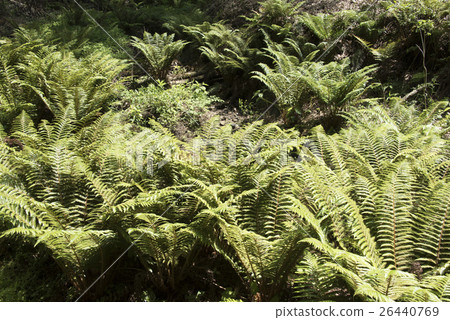 Miura Peninsula / Forest of the Small Age 26440769