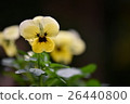 Viola yellow Viola yellow 26440800