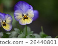 Sumire Viola Sumire Viola 26440801