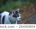 Cat in the forest Cat in the forest 26440804