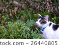 Cat in the forest Cat in the forest 26440805