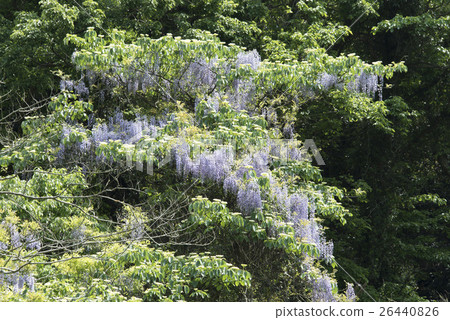 Miura Peninsula / wisteria flowers in the forest of the small retail Miura Peninsula / wisteria flowers in the forest of the small retail 26440826