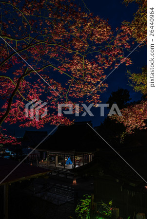 Kyoto Kameoka Izumo Shrine Light Up Kyoto Kameoka Izumo Shrine Light Up 26440964