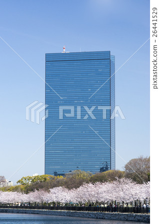 大阪商業園櫻花盛開 26441529