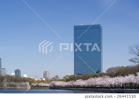 大阪商業園櫻花盛開 26441530