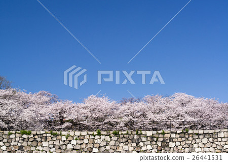 大阪城公園櫻花盛開 26441531