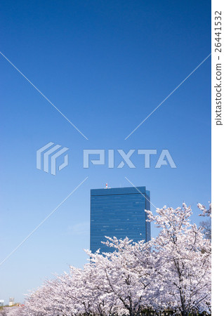 Osaka business park cherry blossoms in full bloom 26441532