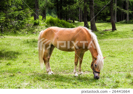 Haflinger horse Haflinger horse 26441664