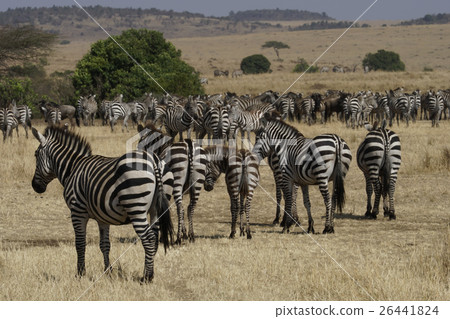 格蘭特斑馬 格蘭特斑馬 26441824