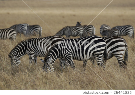 格蘭特斑馬 26441825