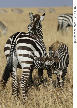 格蘭特斑馬 格蘭特斑馬 26441826