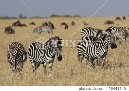 Grant Zebra Grant Zebra 26441840