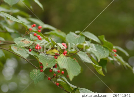 Viburnum Viburnum 26441841