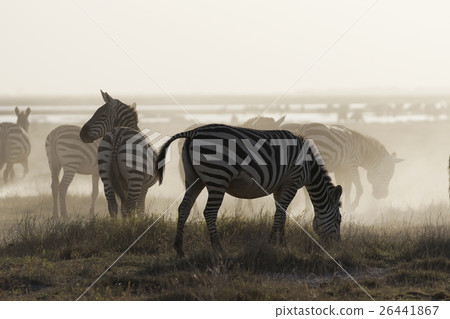 格蘭特斑馬 26441867