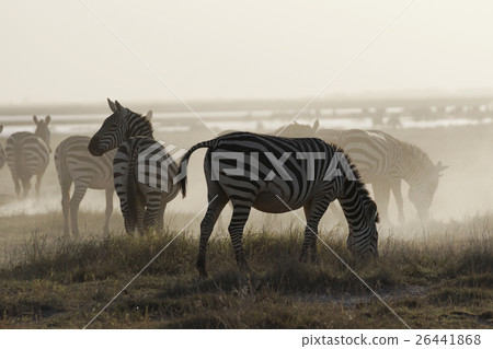 格蘭特斑馬 格蘭特斑馬 26441868