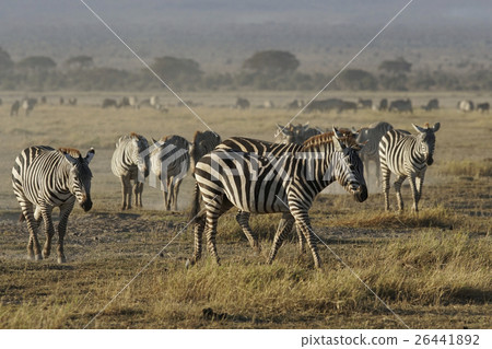 Grant Zebra 26441892