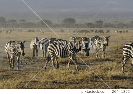 Grant Zebra 26441893