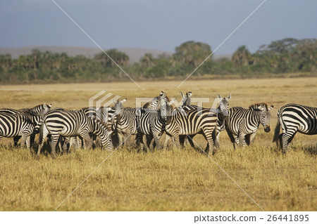 Grant Zebra 26441895