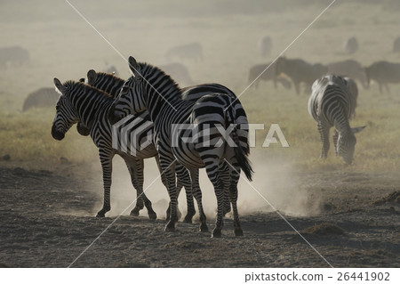 Grant Zebra 26441902